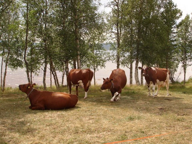 vestre sorken 049
